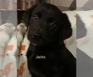 Labrador Retriever Puppy for sale in SPOTSYLVANIA, VA, USA