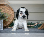 Small #3 Cocker Spaniel