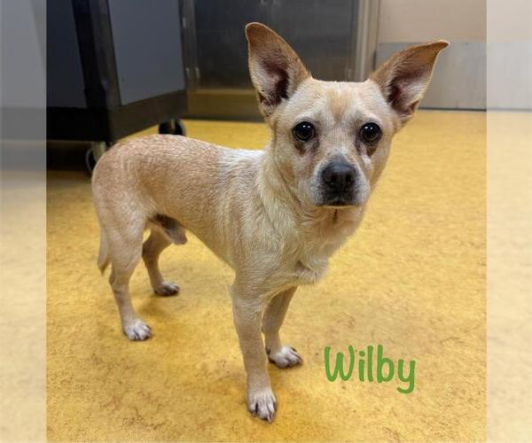 Medium Photo #1 Chihuahua-Unknown Mix Puppy For Sale in Sacramento, CA, USA