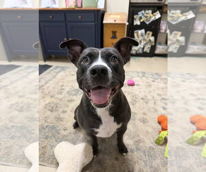 American Staffordshire Terrier-Unknown Mix Dogs for adoption in Gilberts, IL, USA