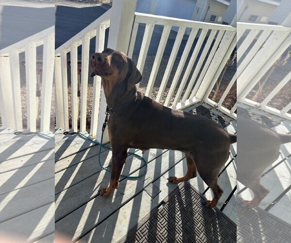 Medium Photo #4 Doberman Pinscher Puppy For Sale in Minneaoplis, MN, USA