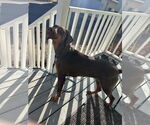Small #3 Doberman Pinscher