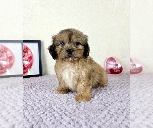 Medium Photo #4 Shih-Poo Puppy For Sale in INDIANAPOLIS, IN, USA