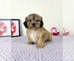 Small #3 Shih-Poo