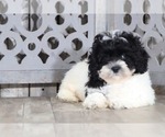 Small Photo #2 Shih-Poo Puppy For Sale in MOUNT VERNON, OH, USA