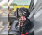 Small #3 Cocker Spaniel Mix
