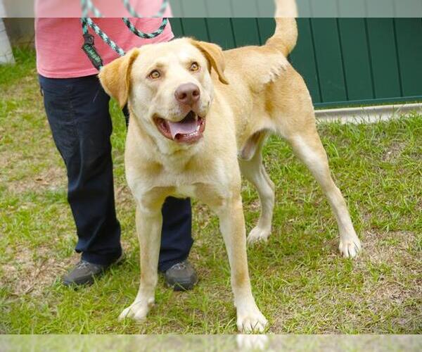 Medium Photo #2 Labrador Retriever-Unknown Mix Puppy For Sale in Tallahassee, FL, USA