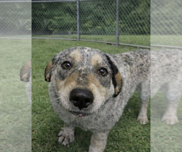 Medium Photo #1 Coonhound-Unknown Mix Puppy For Sale in Sistersville, WV, USA