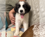 Small #3 Border Collie Mix