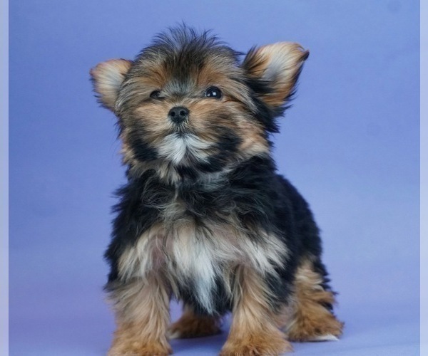 Medium Photo #1 Yorkshire Terrier Puppy For Sale in WARSAW, IN, USA
