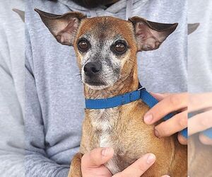 Dachshund Dogs for adoption in Carrollton, TX, USA