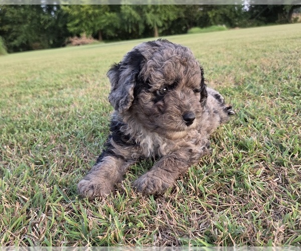 Medium Photo #7 Aussiedoodle Puppy For Sale in WILLS POINT, TX, USA