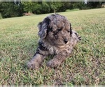 Small #6 Aussiedoodle