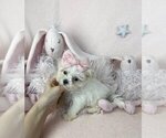 Small #23 Maltese
