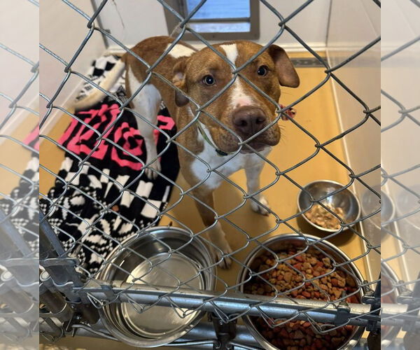 Medium Photo #3 Mutt Puppy For Sale in Hinton, WV, USA