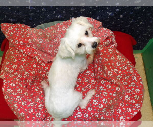 Medium Photo #11 Maltese Puppy For Sale in PATERSON, NJ, USA