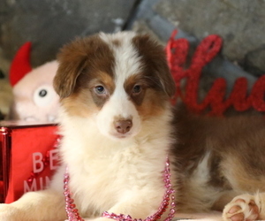 Medium Australian Shepherd