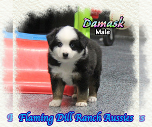 Miniature Australian Shepherd Puppy for sale in FORESTBURG, TX, USA
