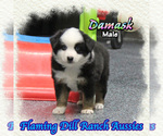 Image preview for Ad Listing. Nickname: Damask