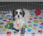 Small Photo #11 Shih-Poo Puppy For Sale in ORO VALLEY, AZ, USA