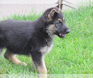 German Shepherd Dog Puppy for sale in COLUMBUS, NE, USA