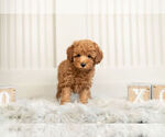 Small #3 Poodle (Toy)