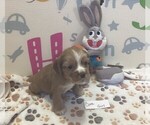 Small Photo #1 Cocker Spaniel Puppy For Sale in CADDO, OK, USA