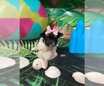 Small #2 Yorkshire Terrier