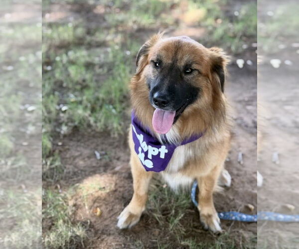 Medium Photo #7 Australian Shepherd-Chow Chow Mix Puppy For Sale in Euless, TX, USA