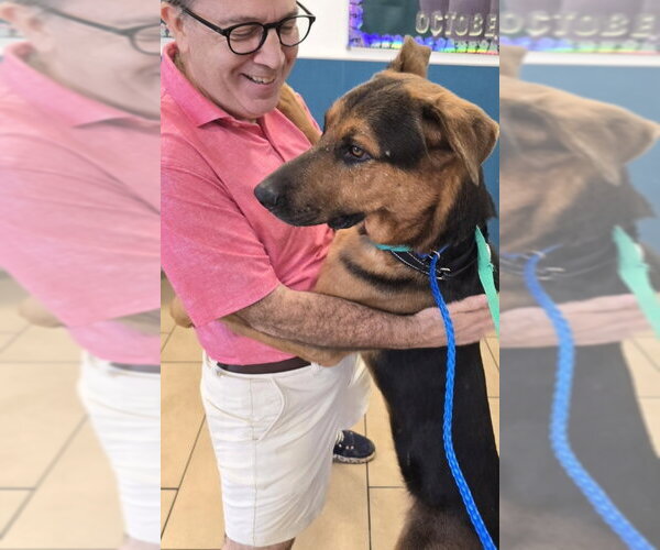 Medium Photo #12 German Shepherd Dog-Unknown Mix Puppy For Sale in Winston Salem, NC, USA
