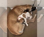 Small #4 American Pit Bull Terrier-Treeing Walker Coonhound Mix