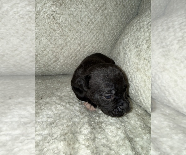 Medium Photo #2 American Pit Bull Terrier Puppy For Sale in OKLAHOMA CITY, OK, USA