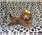 Small #8 Goldendoodle (Miniature)