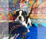 Small Photo #4 French Bulldog Puppy For Sale in HEATHROW, FL, USA