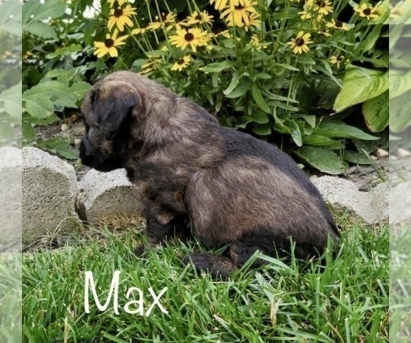 Medium Photo #4 Miniature Labradoodle Puppy For Sale in CLARE, MI, USA