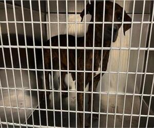 American Pit Bull Terrier-Unknown Mix Dogs for adoption in Oklahoma City, OK, USA