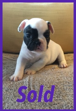 Medium Photo #1 French Bulldog Puppy For Sale in METAIRIE, LA, USA