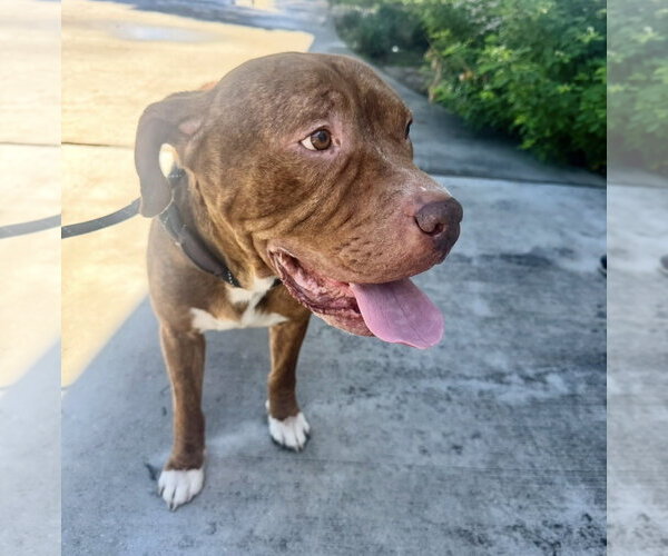 Medium Photo #8 Boxer-Mastiff Mix Puppy For Sale in Houston, TX, USA