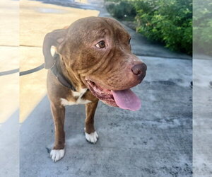 Mastiff-Staffordshire Bull Terrier Mix Dogs for adoption in Houston, TX, USA