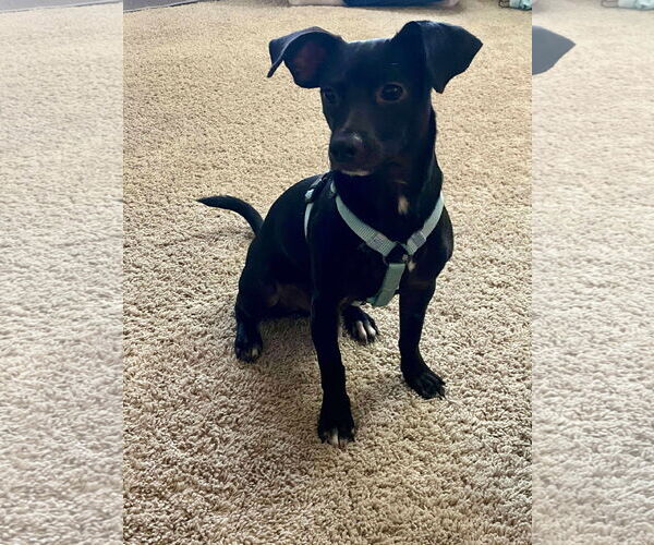 Medium Photo #6 Italian Greyhound-Unknown Mix Puppy For Sale in Arlington, WA, USA