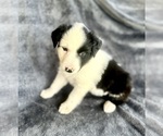 Puppy Loki Australian Shepherd