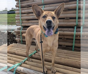 German Shepherd Dog-Unknown Mix Dogs for adoption in New Oxford , PA, USA