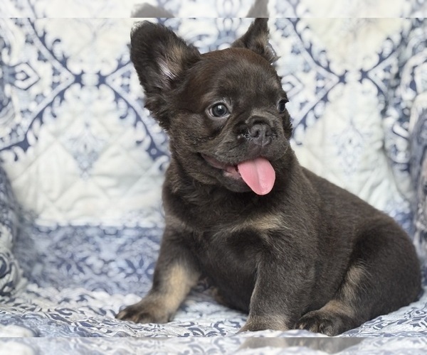 Medium Photo #3 French Bulldog Puppy For Sale in NEWTON, NJ, USA