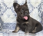 Small #2 French Bulldog