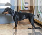 Small #4 Doberman Pinscher