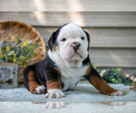 Small #1 Beabull