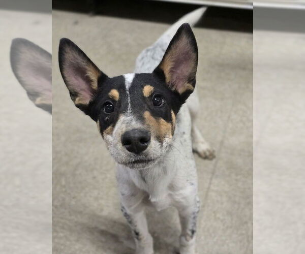 Medium Photo #12 Mutt Puppy For Sale in Lakewood, CO, USA