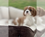 Small Photo #5 Cavalier King Charles Spaniel Puppy For Sale in RIVERSIDE, CA, USA