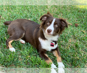 Mother of the Miniature Australian Shepherd puppies born on 09/14/2025