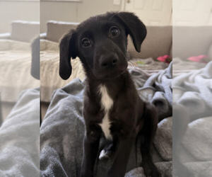 Mabel - Female Labrenees Dog for Adoption - Photo #6
